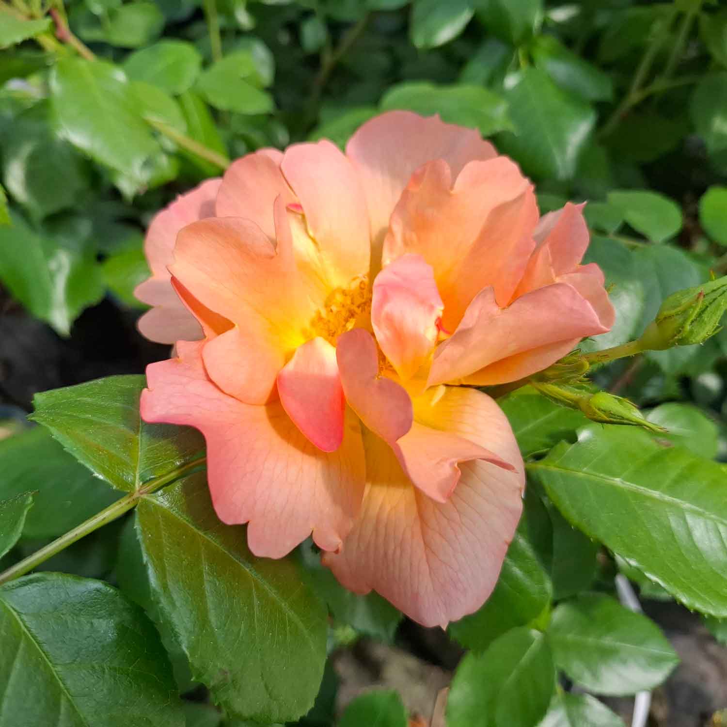 Rose 'Prins Henrik'