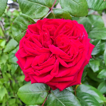 Rosa Red Romanza 60cm stamme