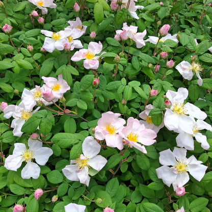 Mumiekransrose - Rosa richardii