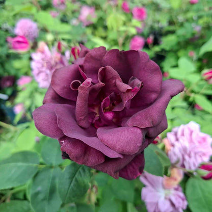 Rosa 'Rose du Roi'