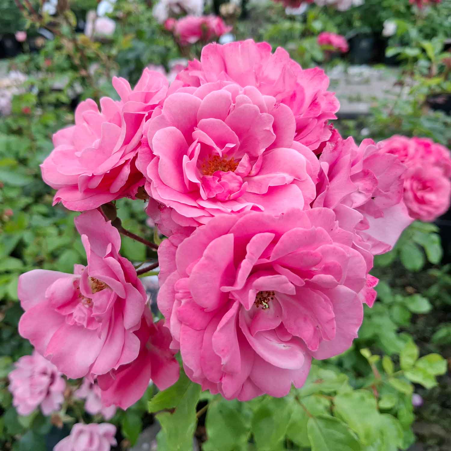 Rosa 'Royal Bonica'