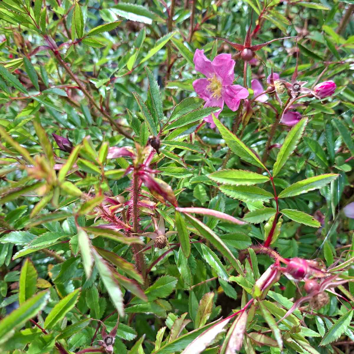 Rosa rubiginosa 30/40 C3