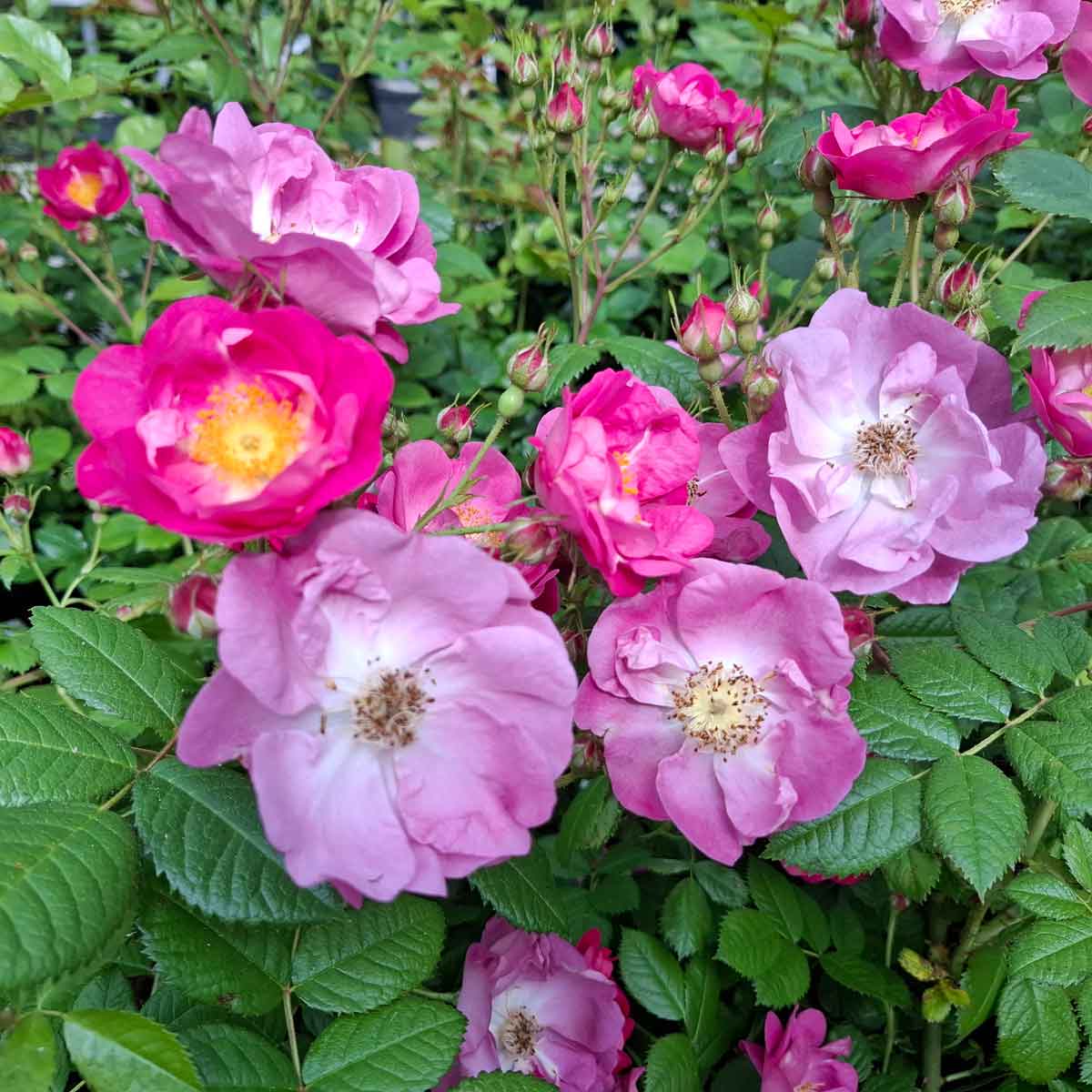 Æblerose rubiginosa 'Magnifica'
