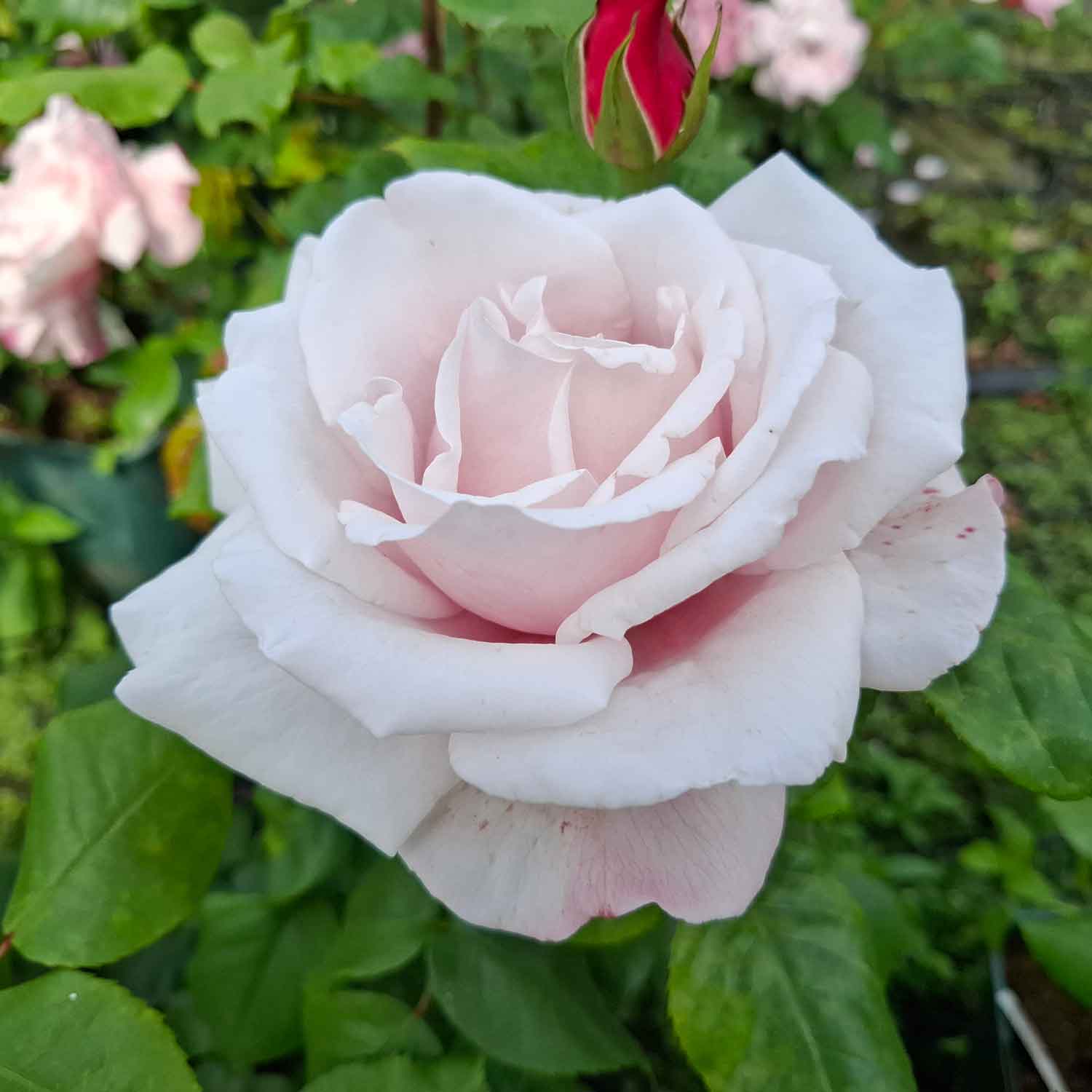 Rose 'Sachsenperle'