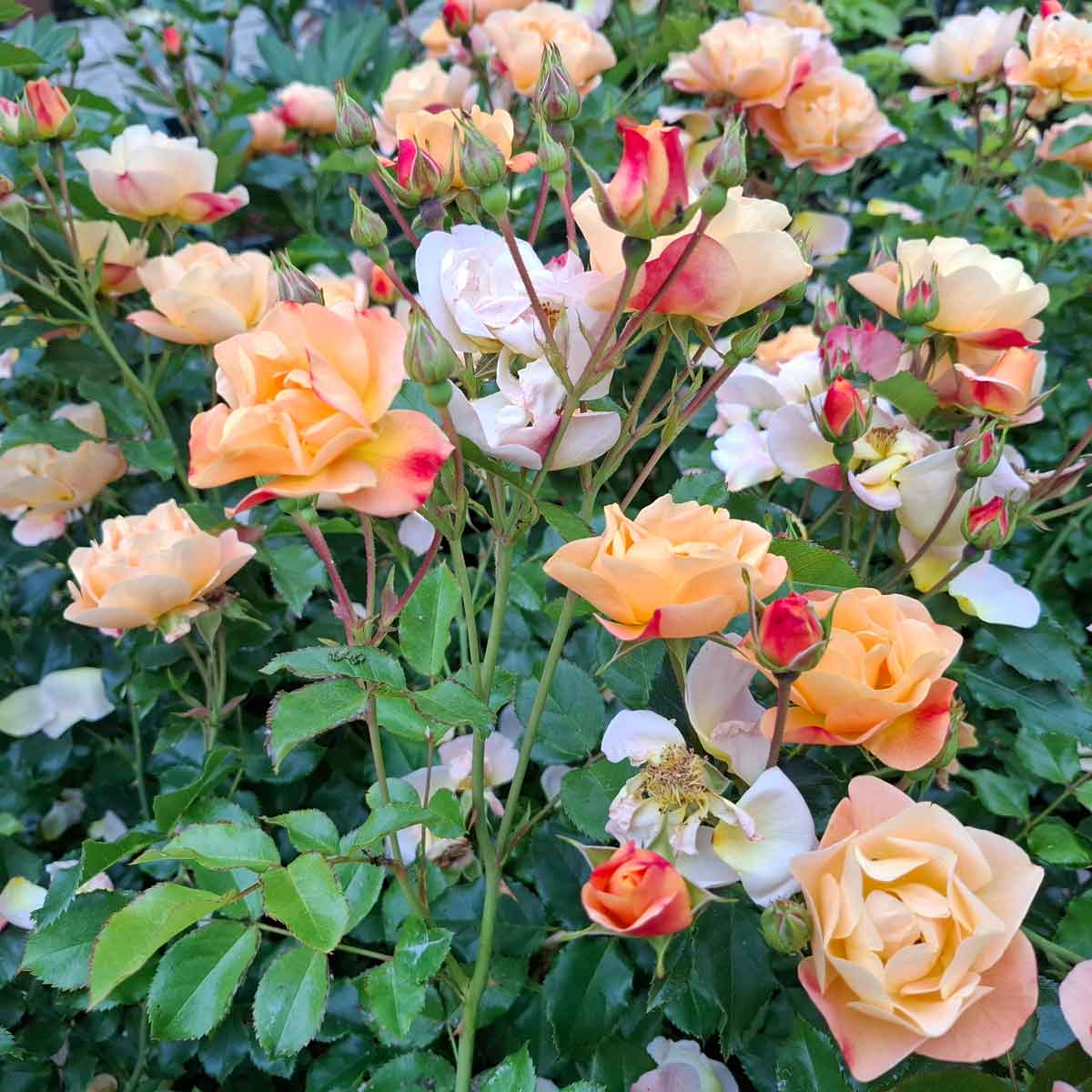 Bunddække Rose 'Sedana'