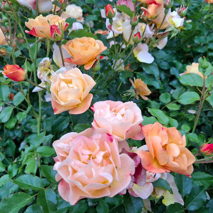 Groundcover Rose 'Sedana'