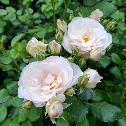 Bunddækkerose - Rosa Sirius (Tan05415)