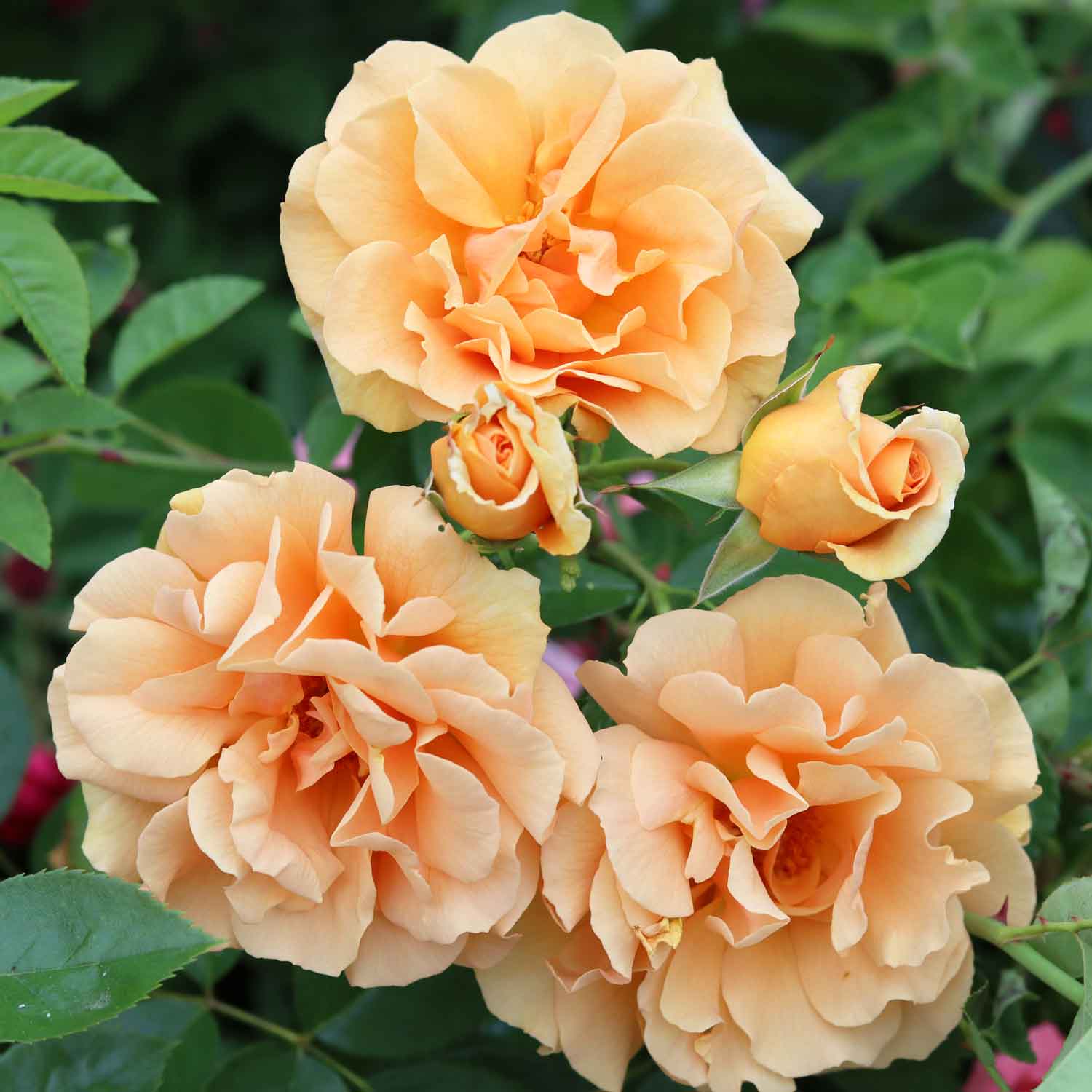 Klätterros 'Skyline' - Nytt 2021