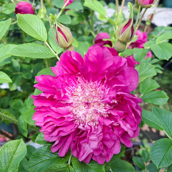 Rosa rugosa Souvenir de Trelaze