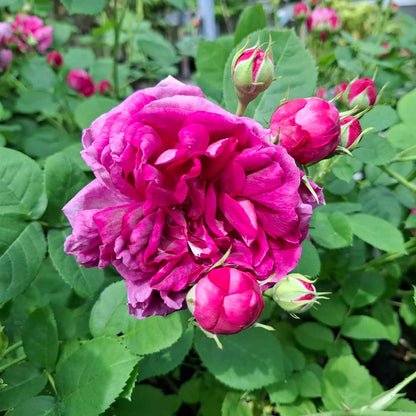 Rose 'Strandingsrosen'