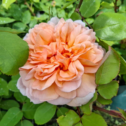 Rose 'The Lady Gardener' - (Ausbrass)