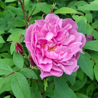 Hybenrose rugosa 'Therese Bugnet'