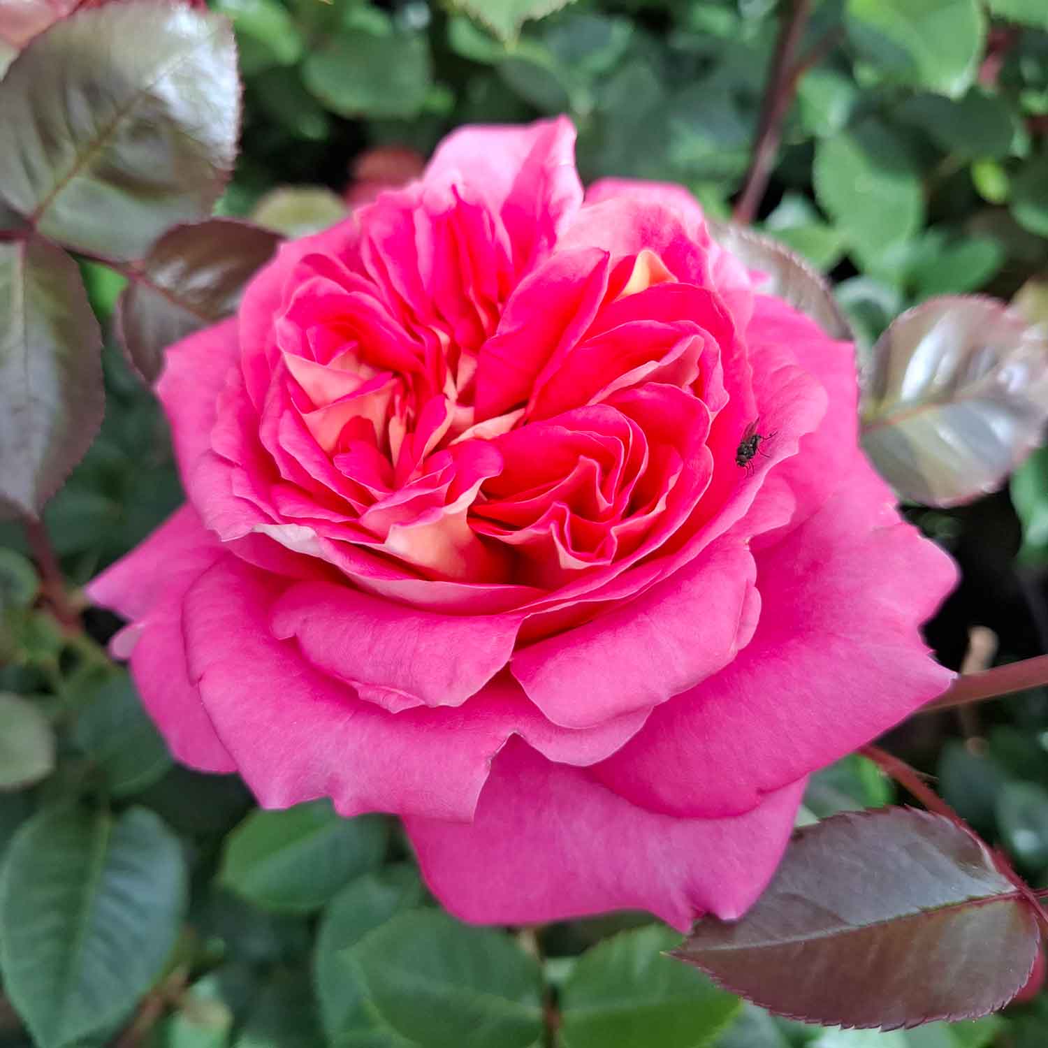 Farvede Roser Rosa 'Timeline' - All in One