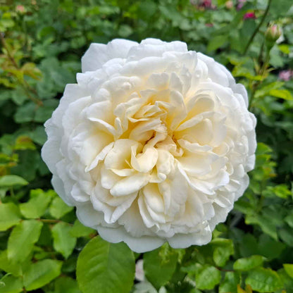 Rosa 'Tranquillity'