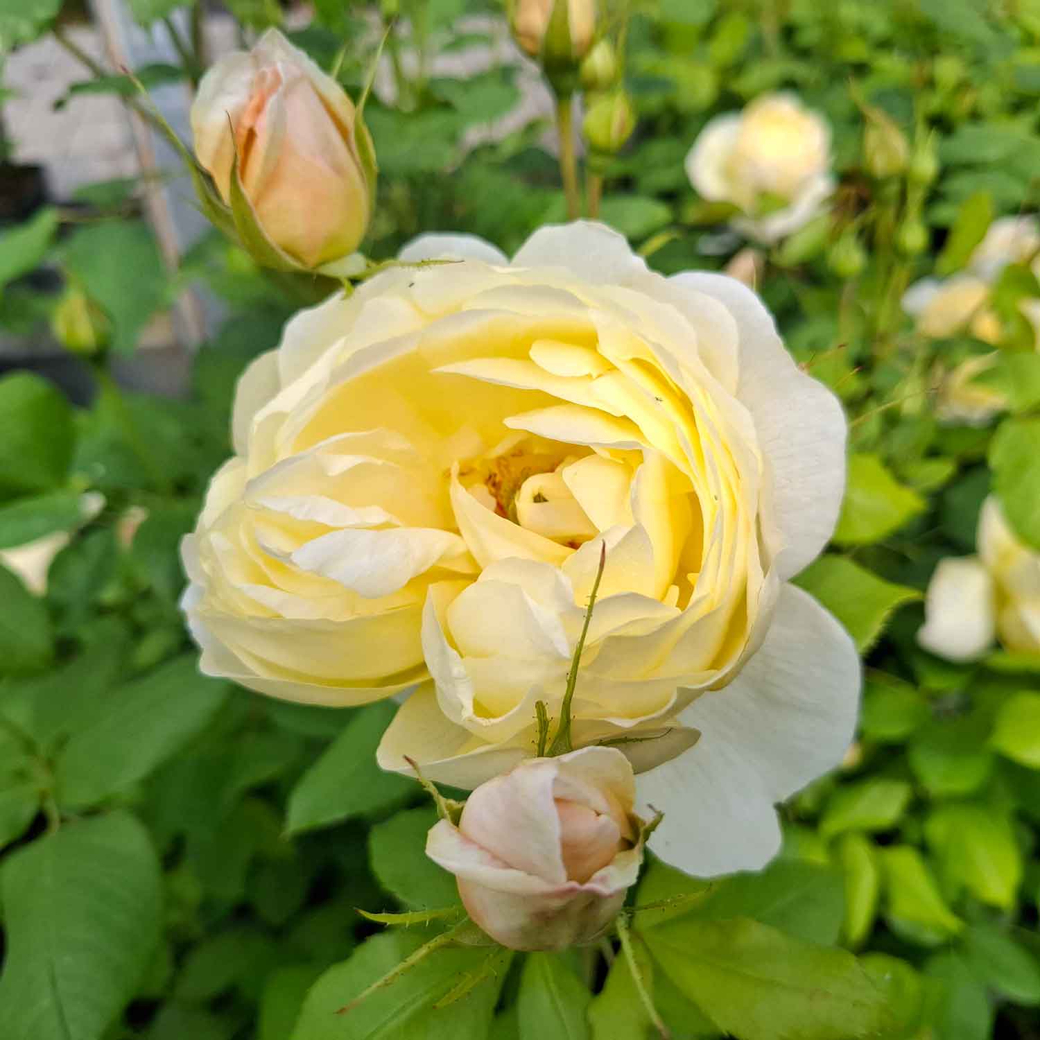 Rosa Vanessa Bell (Auseasel)