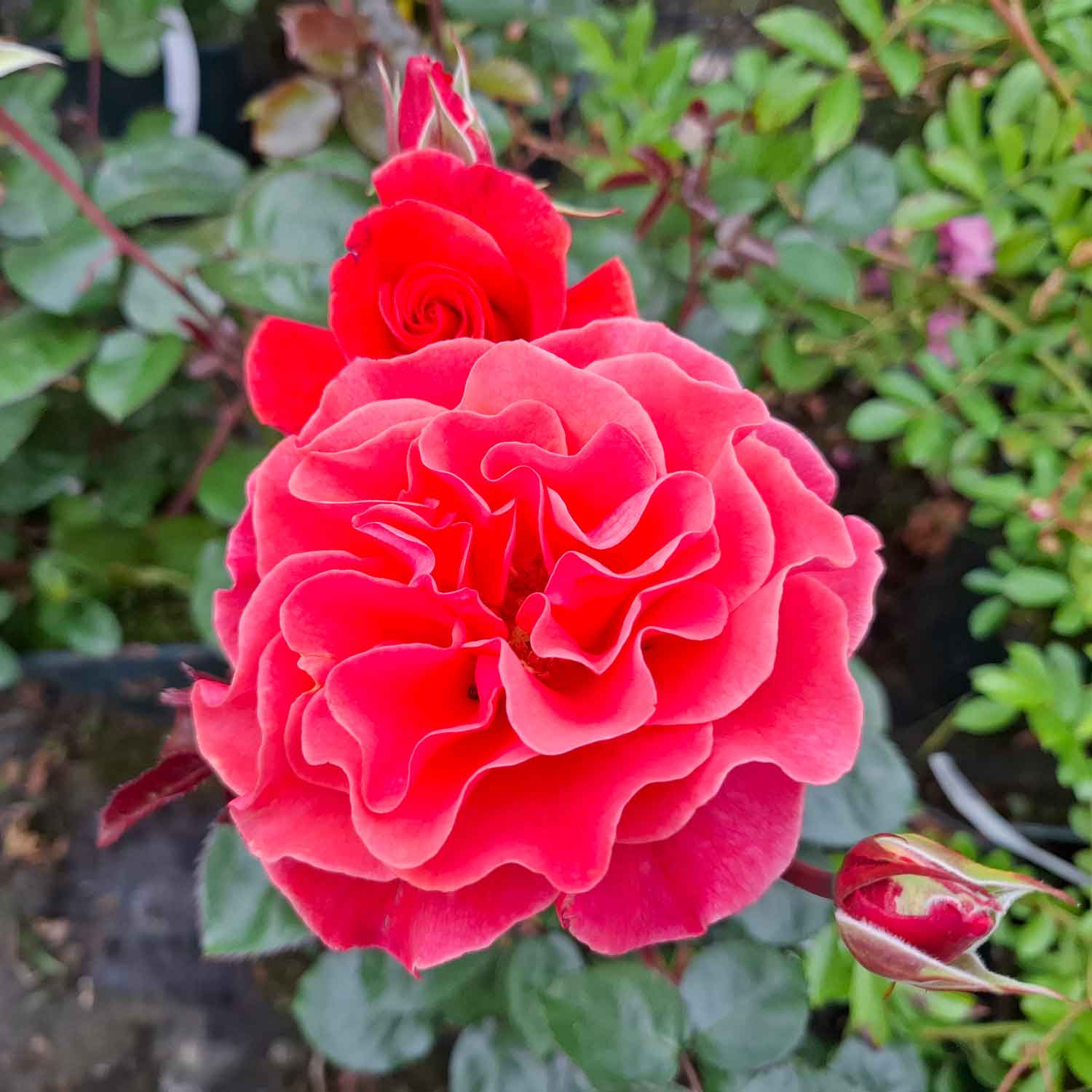 Rosa Westblick