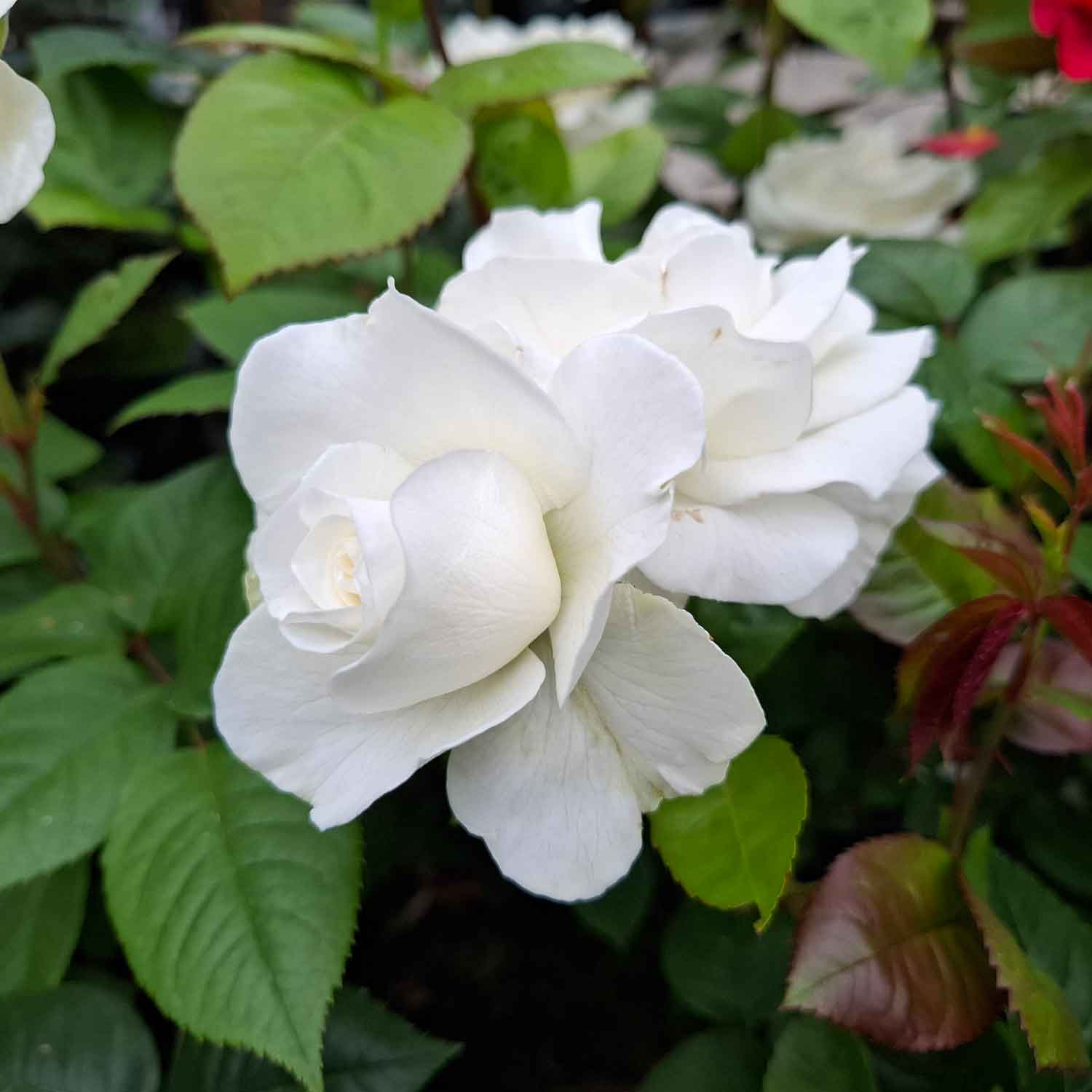 Rose 'Westpol'