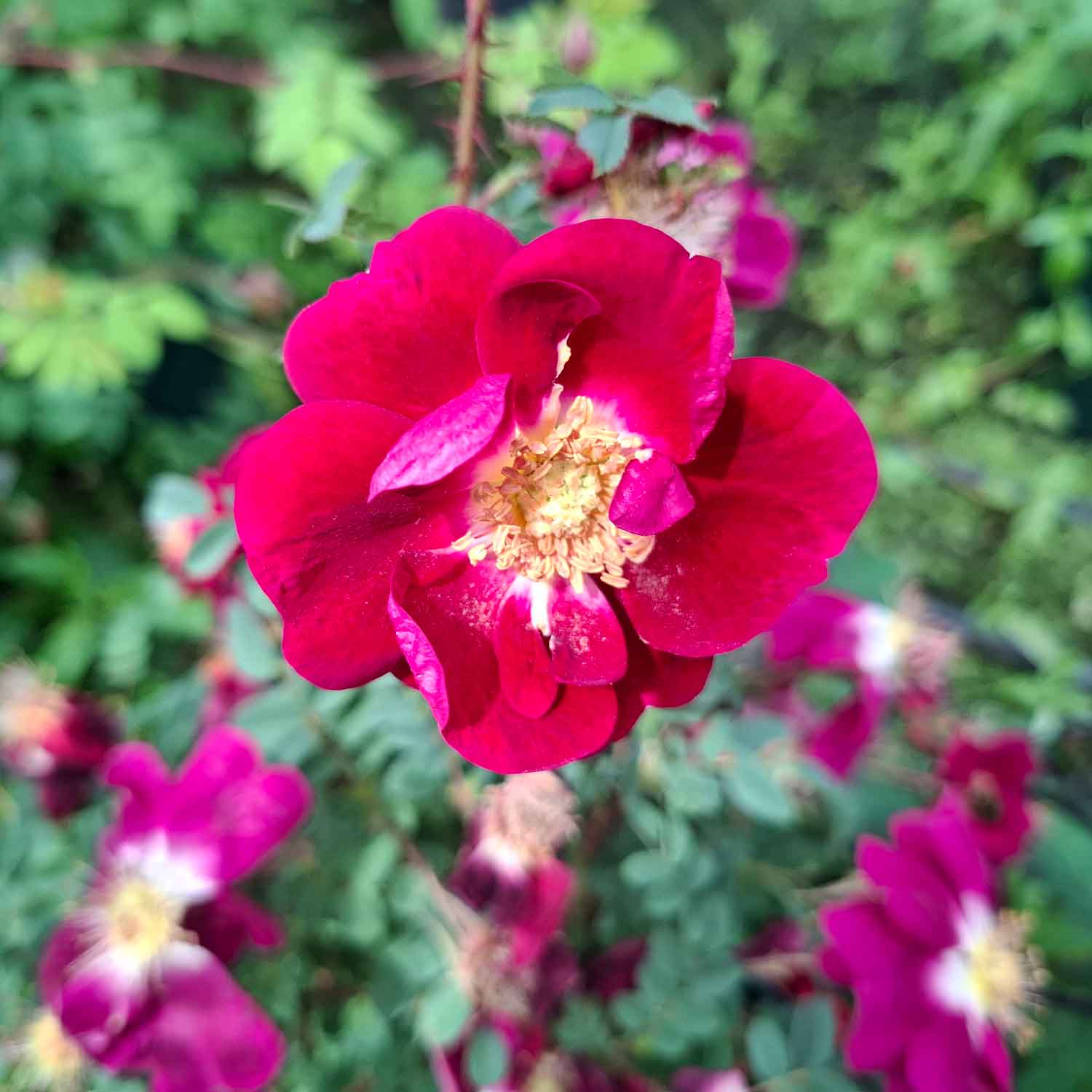 Rosa pimpinellifolia 'William III'