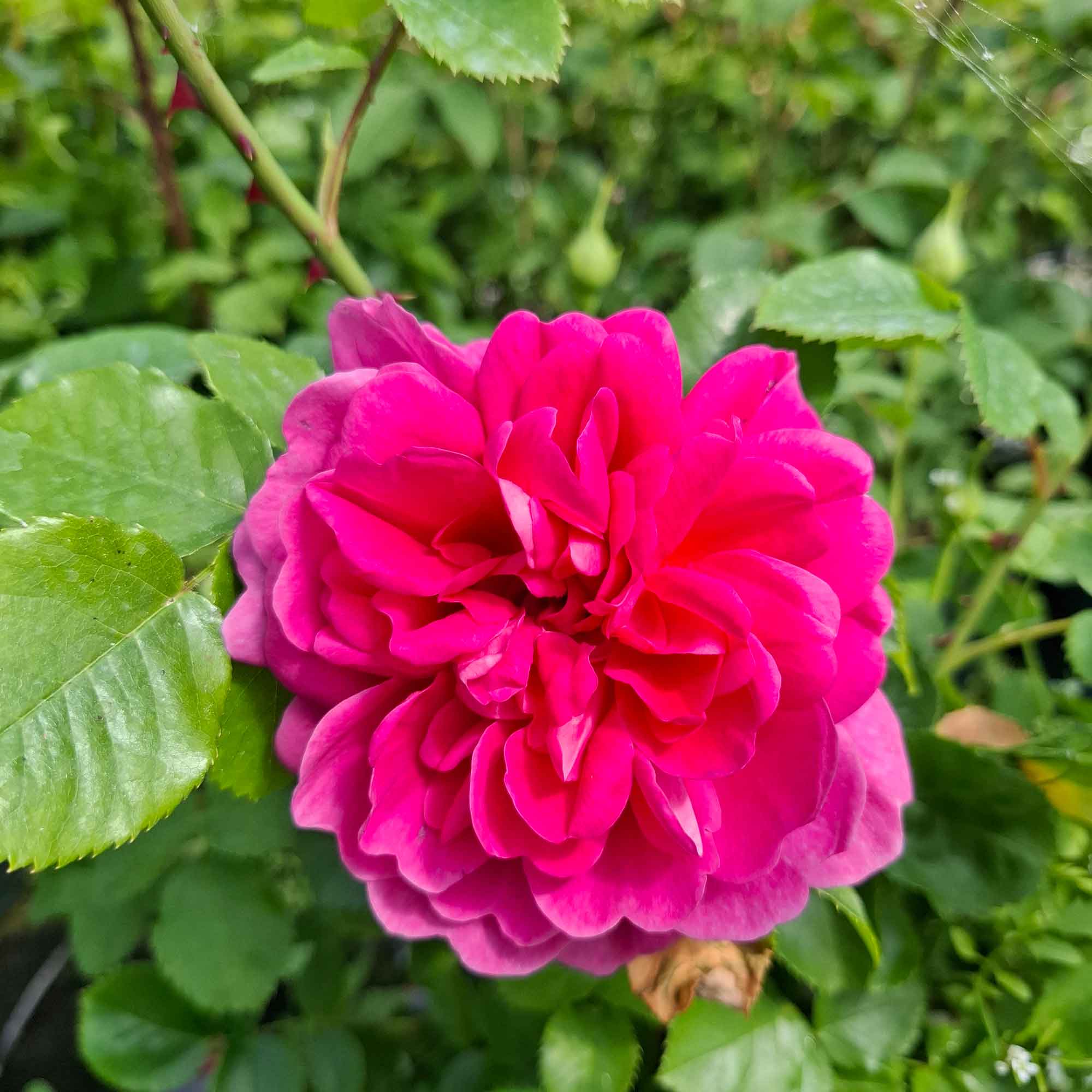 Rose 'Princess Anne'