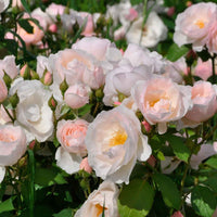Ätbara rosor