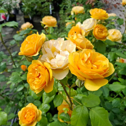 Rose 'Absolutely Fabulous'