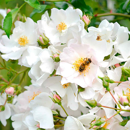Rose Apfelblüte