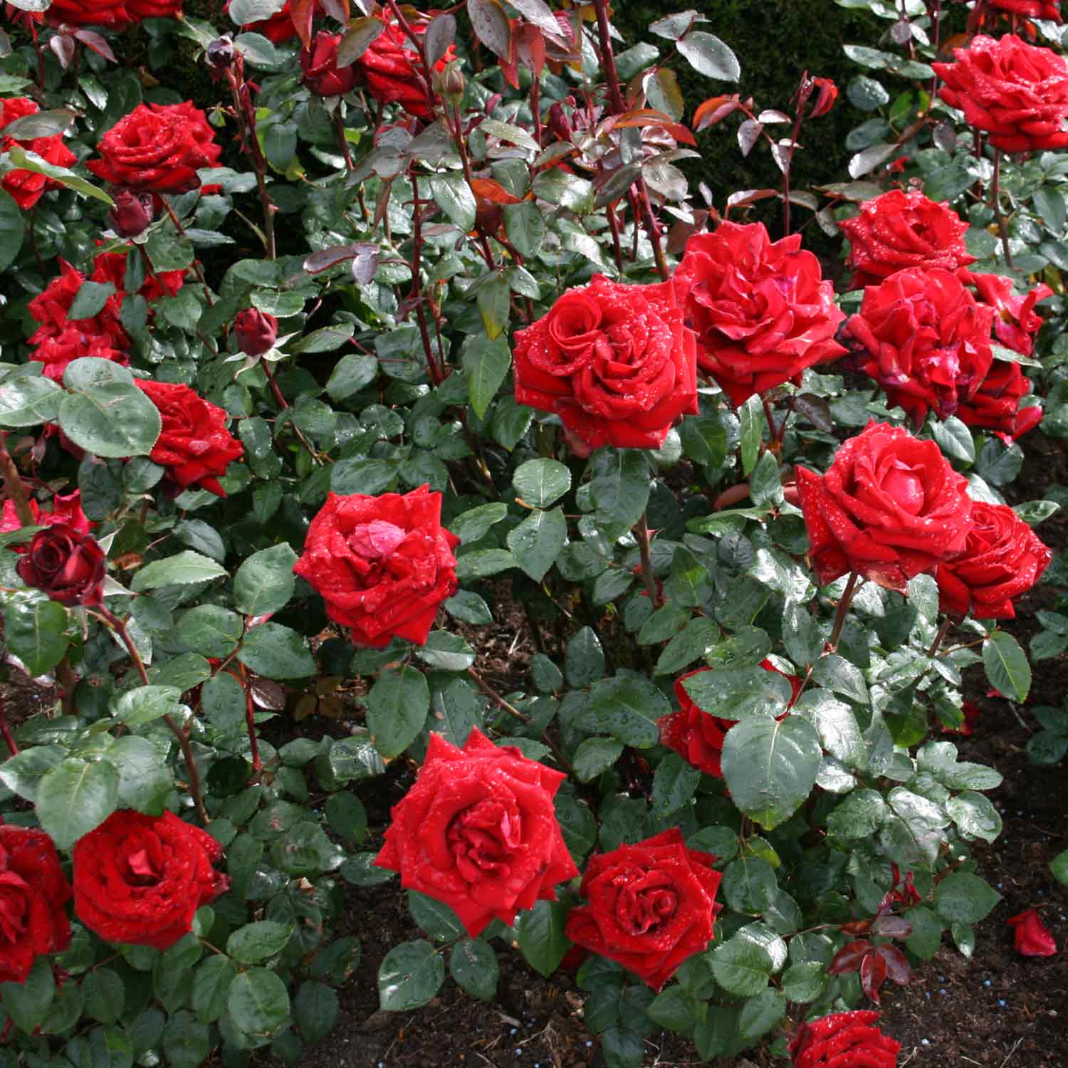 Rose 'Ingrid Bergman' - Barrods