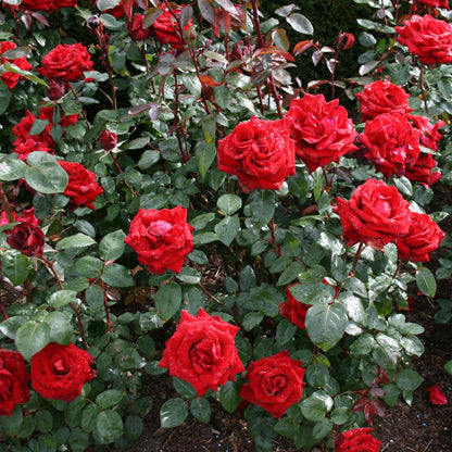 Rose 'Ingrid Bergman' - Barrods