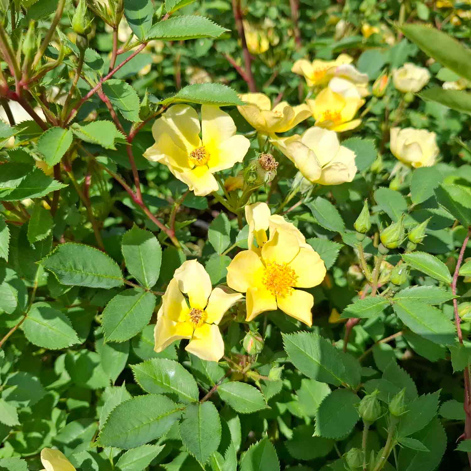 Rosa Petit soleil