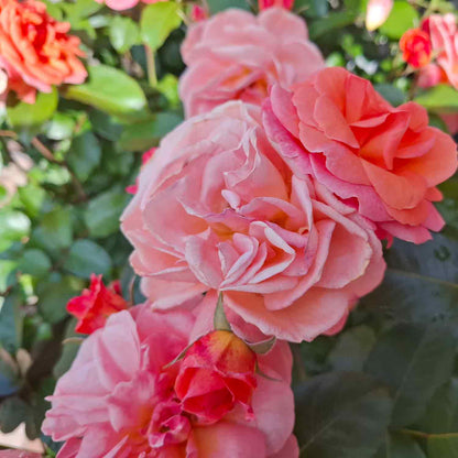 Rosa Tiktak - Flower carpet