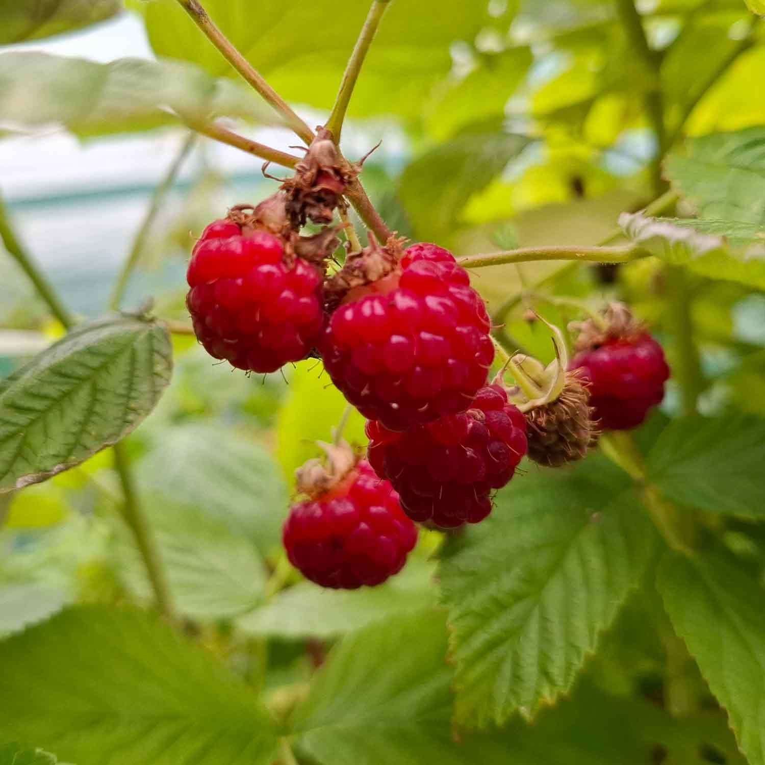 Rubus Algonquin 5,5L potte