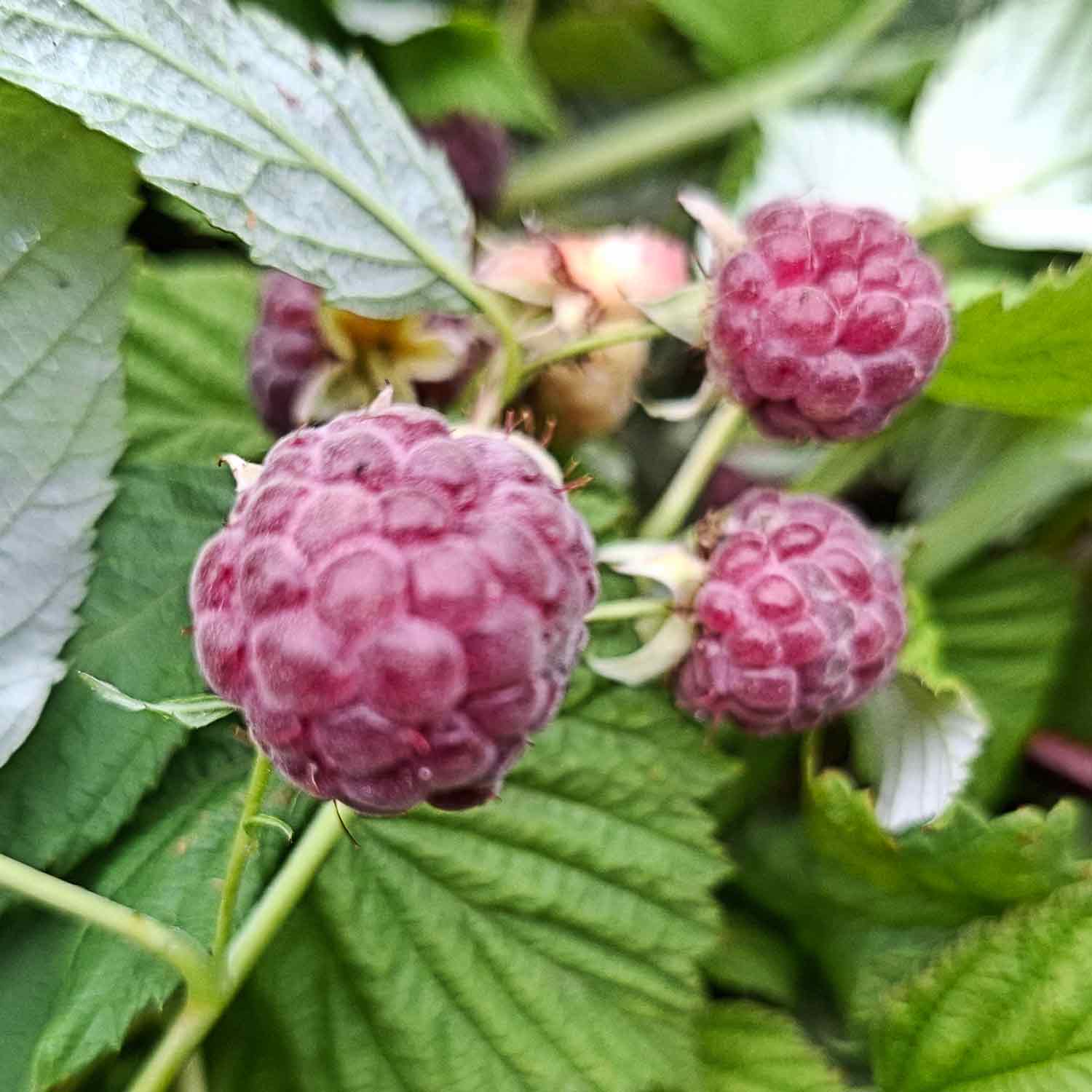 Sommerhindbær lilla bær - Rubus idaeus 'Glen Coe' C5