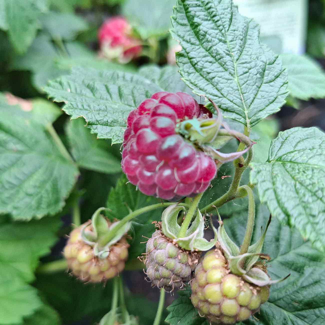 RUBUS idae. RUBY BEAUTY™ C 5