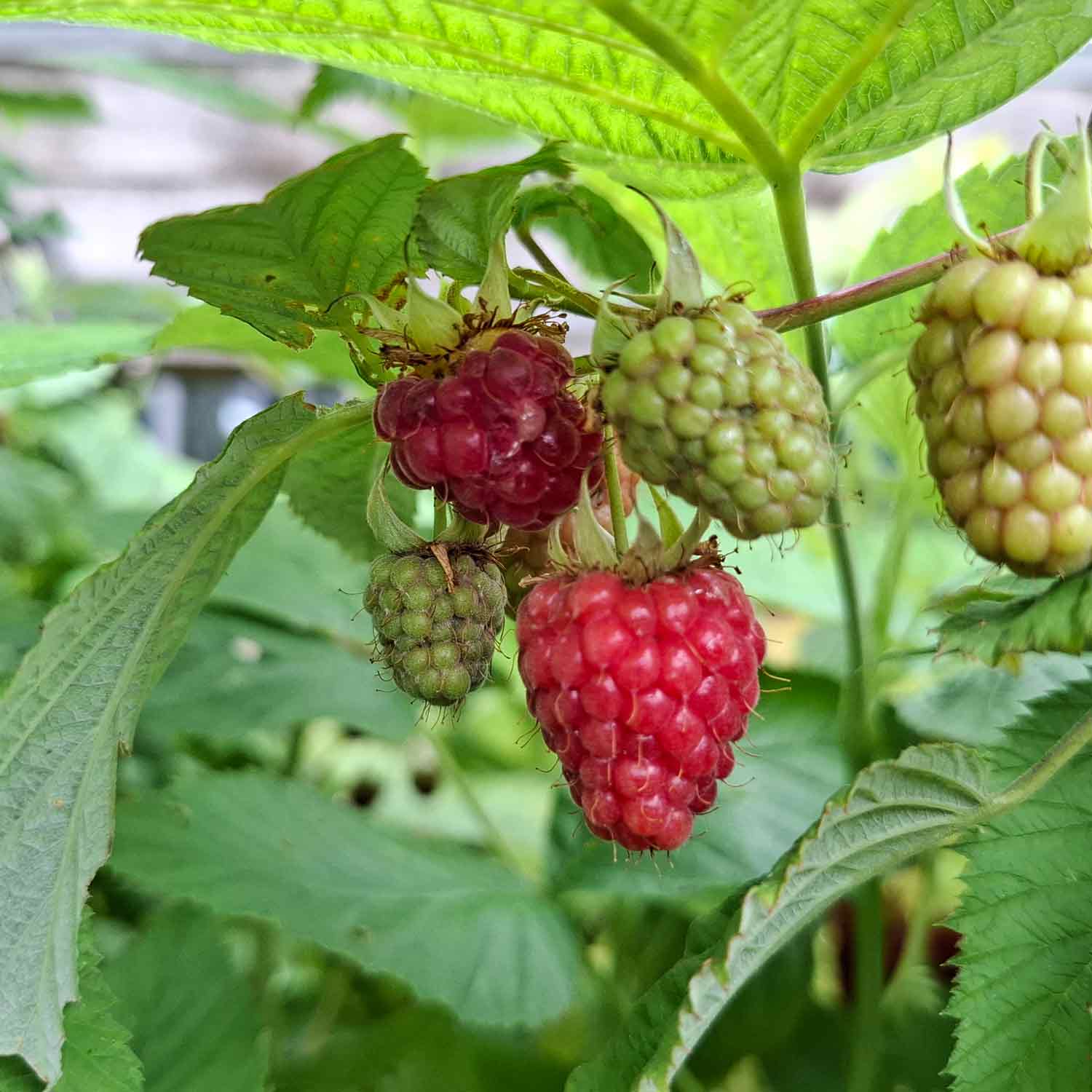 Rubus Veten 5,5L potte