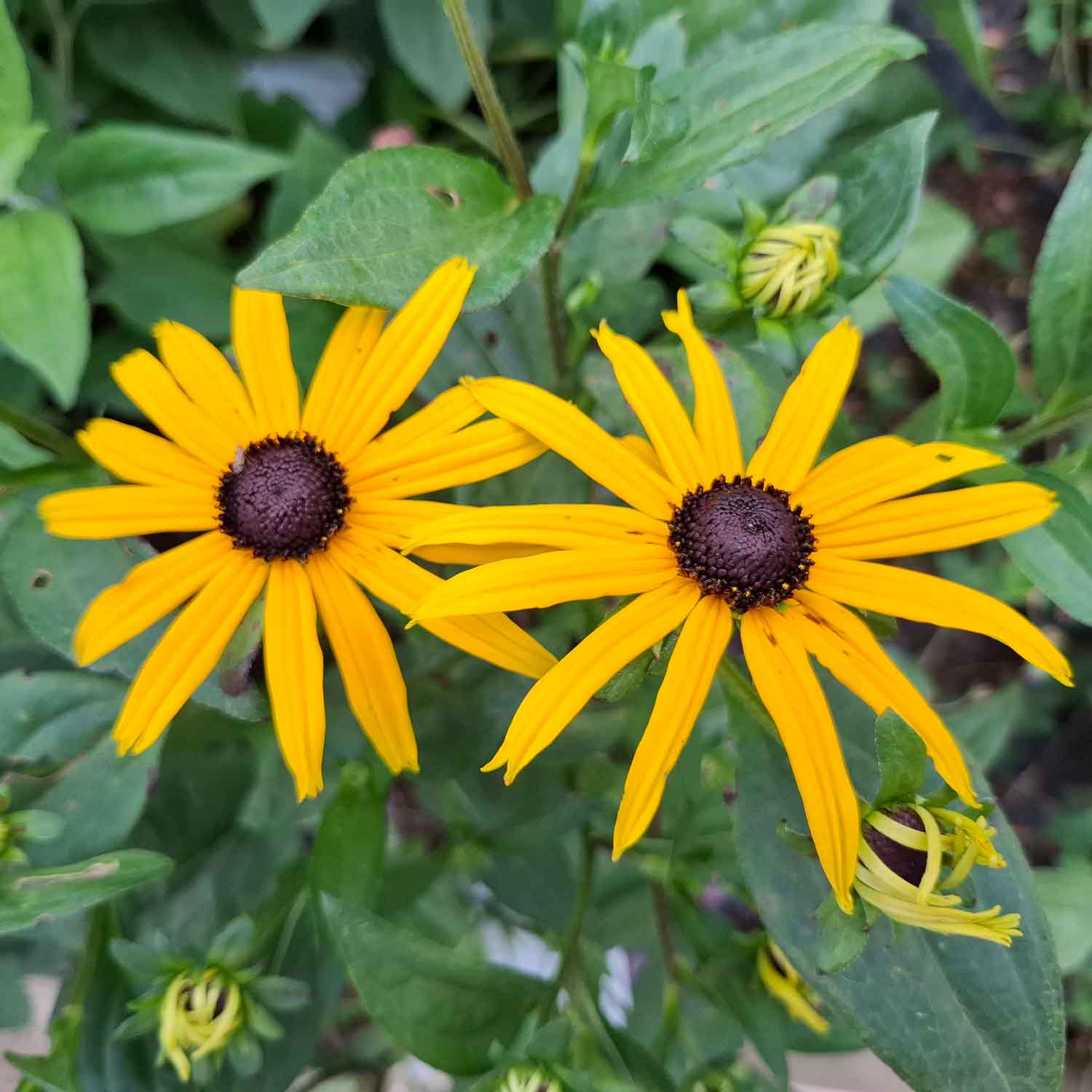 Rudbeckia fulg. 'Goldsturm' C2