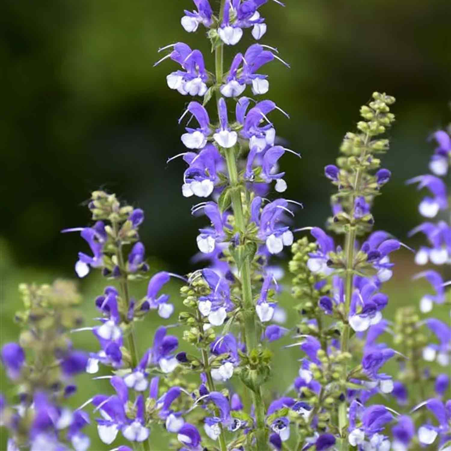 Salvia 'Azure Snow' P9