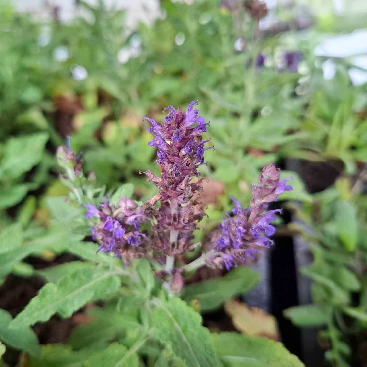 Salvia nem. Sensation Deep Blue P9