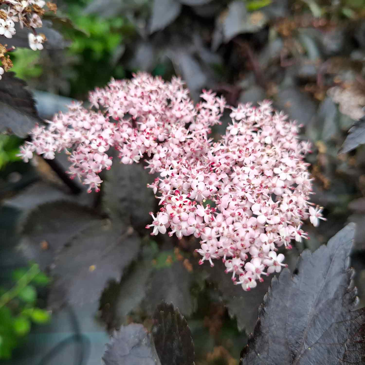 Sambucus nigra 'Black Tower' 40/50 C5