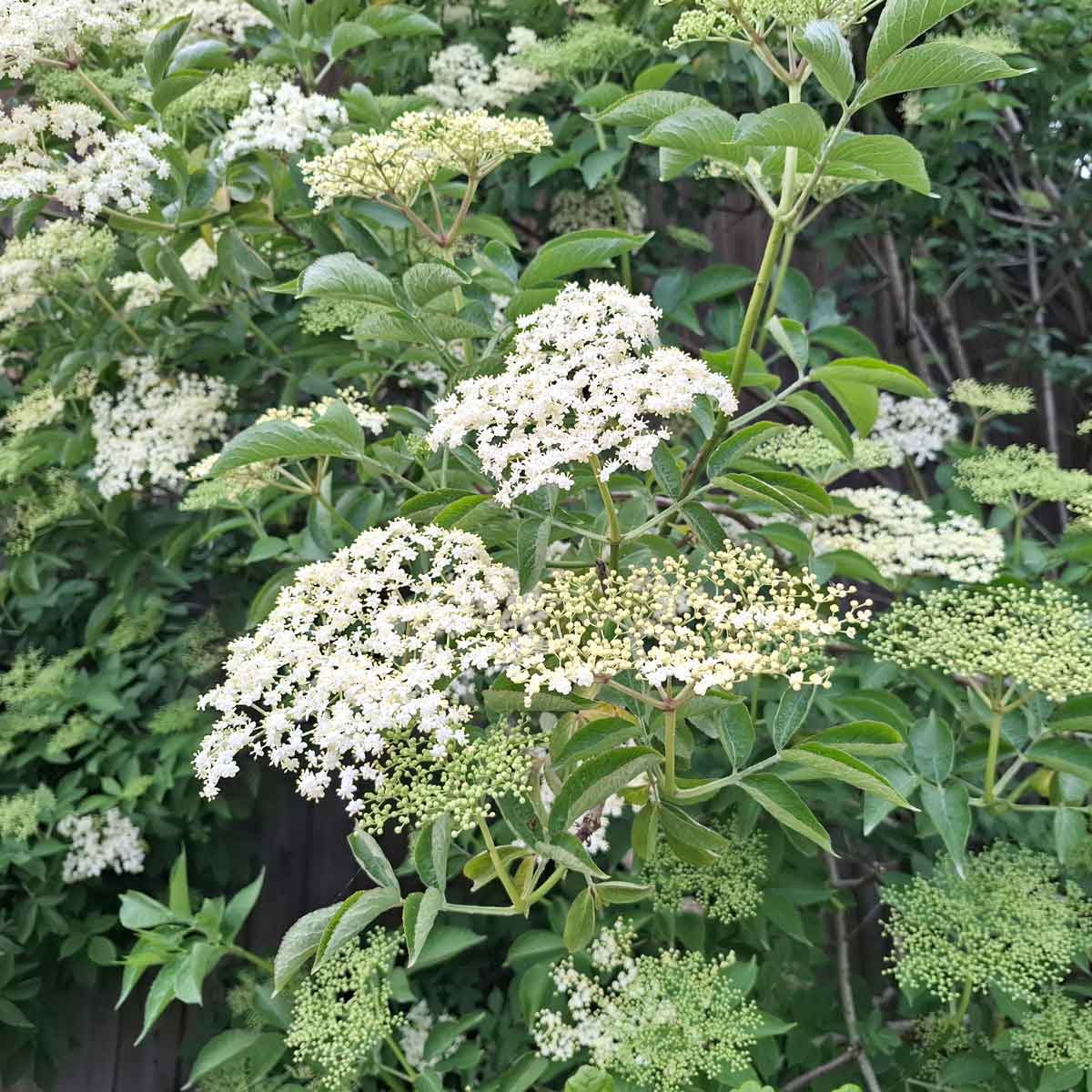 Sambucus nigra 'Haidegg17' 30/40 C5