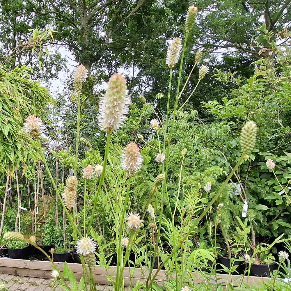 SANGUISORBA tenuifolia 'Burr Blanc' ® 1 L