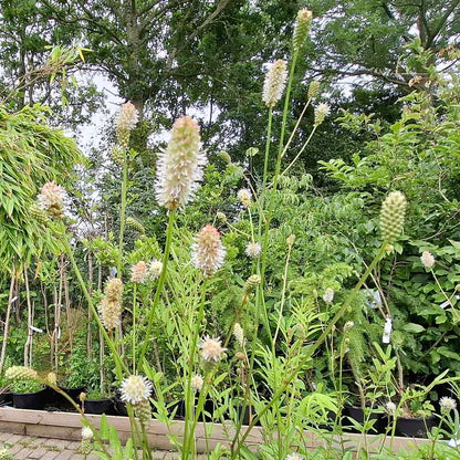 SANGUISORBA tenuifolia 'Burr Blanc' ® 1 L