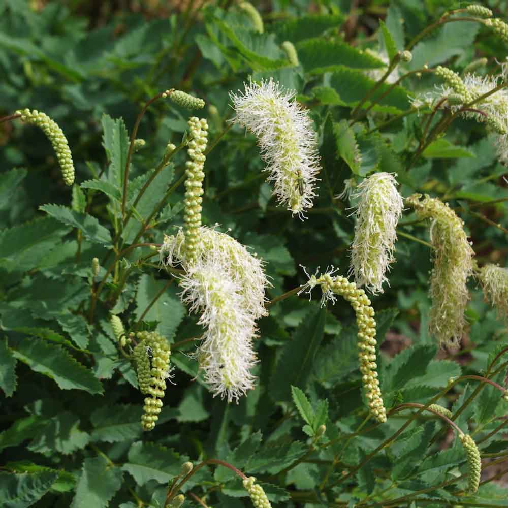Sanguisorba obtusa 'Alba' P9