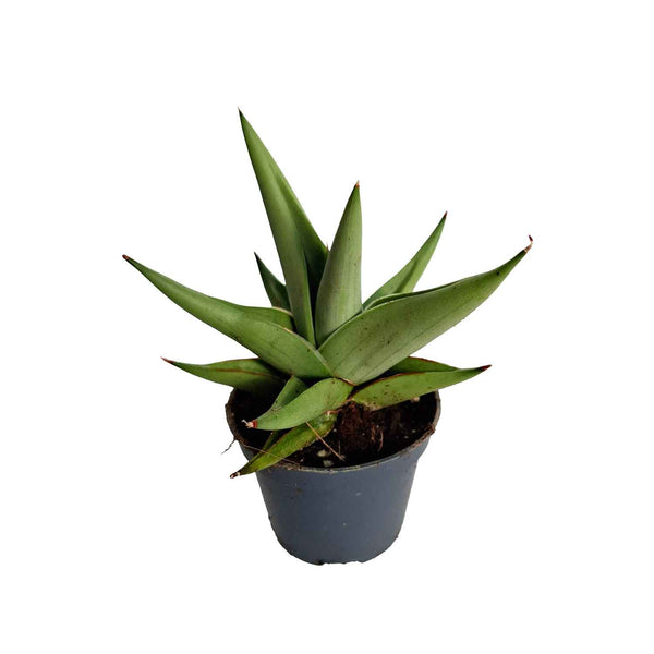 Bayonet plant