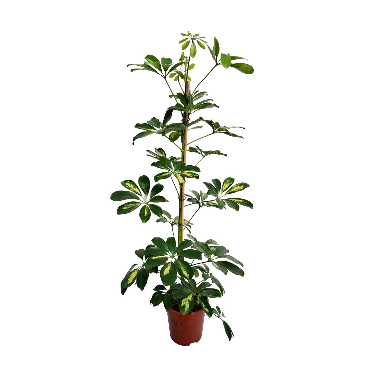 Schefflera arb. 'Gold Capella' 17cm