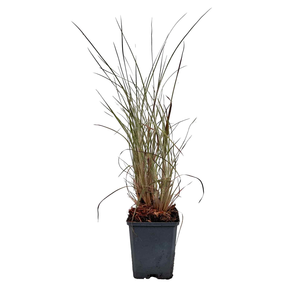 Schizachyrium s. 'Blue Heaven' P9