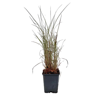 Schizachyrium s. 'Blue Heaven' P9