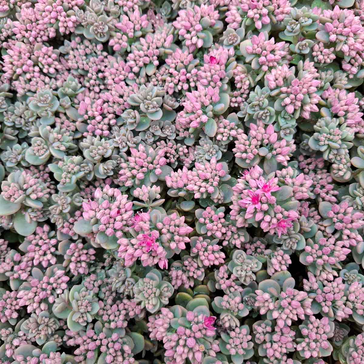 Sedum cauticola 'Lidakense' 17cm