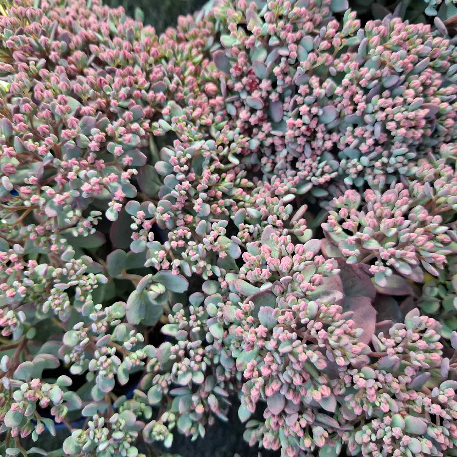 Sedum cauticola 'Lidakense' 12cm