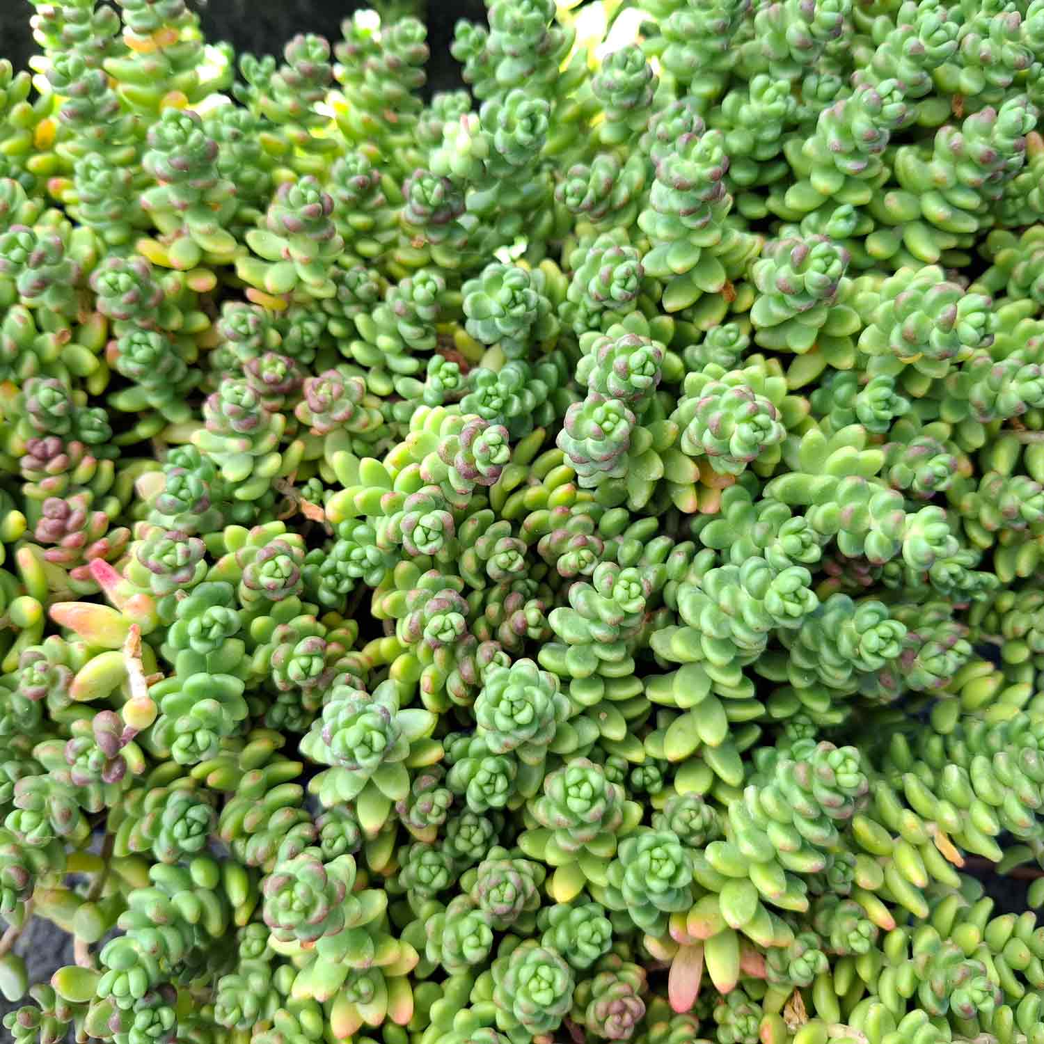 Sedum album 'Coral Carpet' 12cm