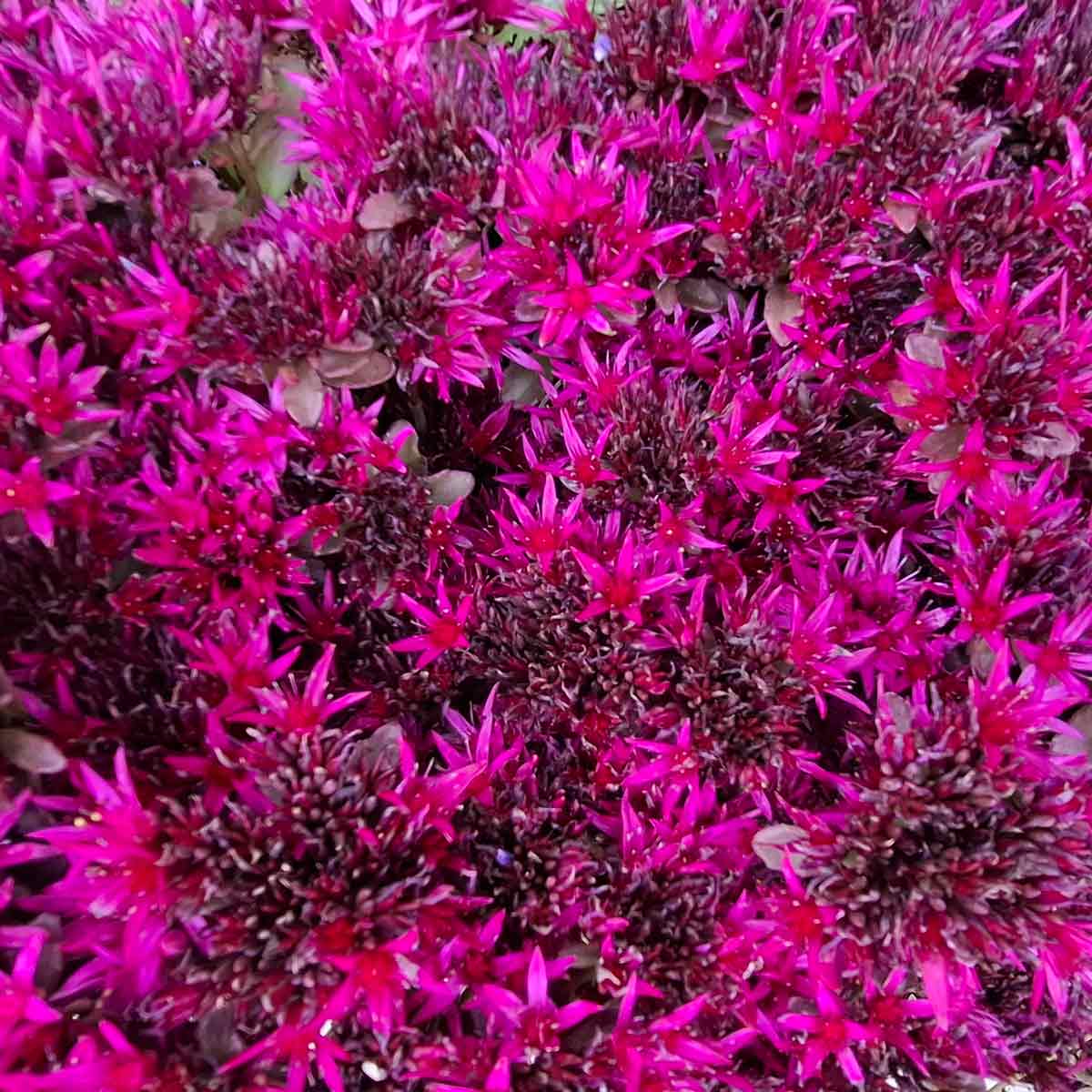Sedum spurium 'Deep Rose' 11C